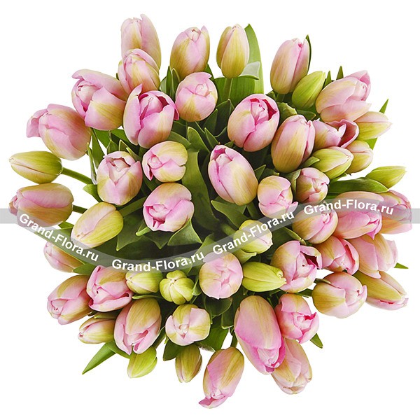 51 нежно-розовый тюльпан